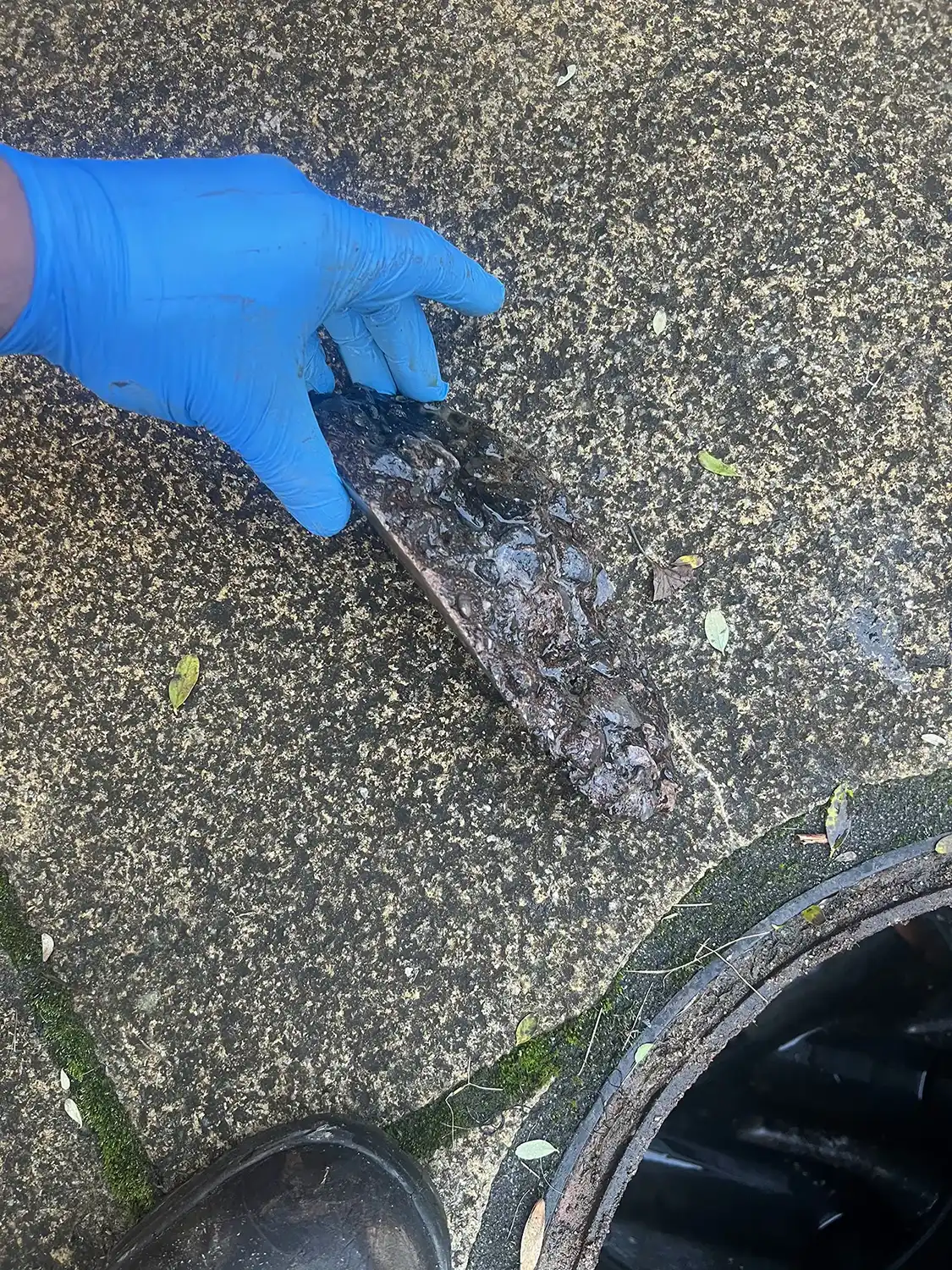 someone in blue gloves is holding a dead bird on the ground